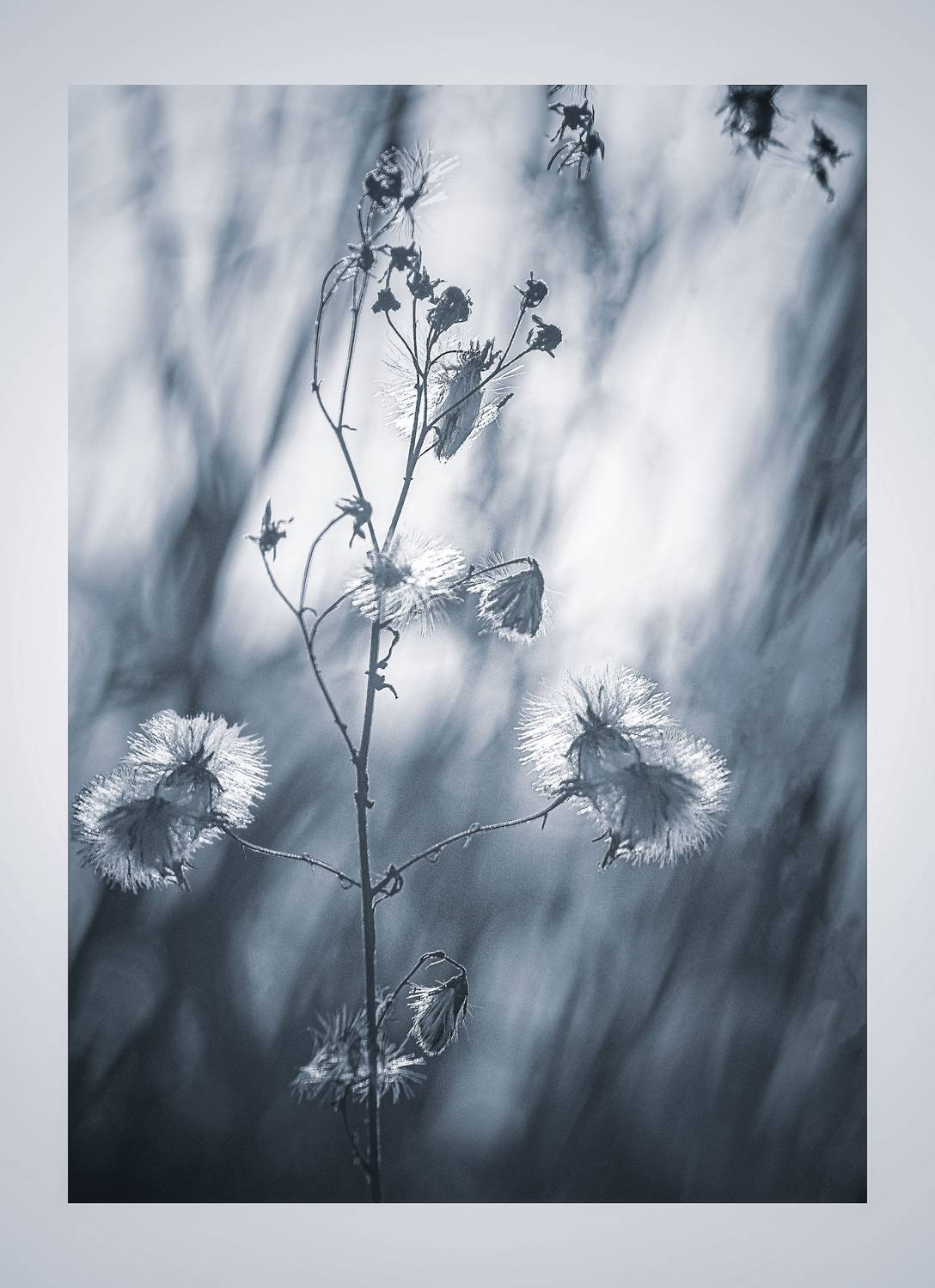 , Бобчева Веселина