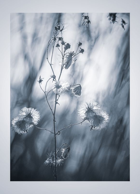 flowers of winter фото превью