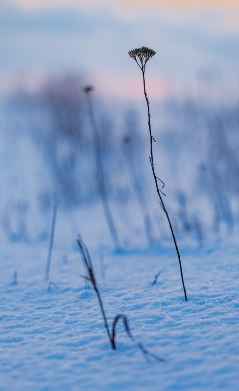 поле, природа, гербарий Гербарий на морозе.. фото превью
