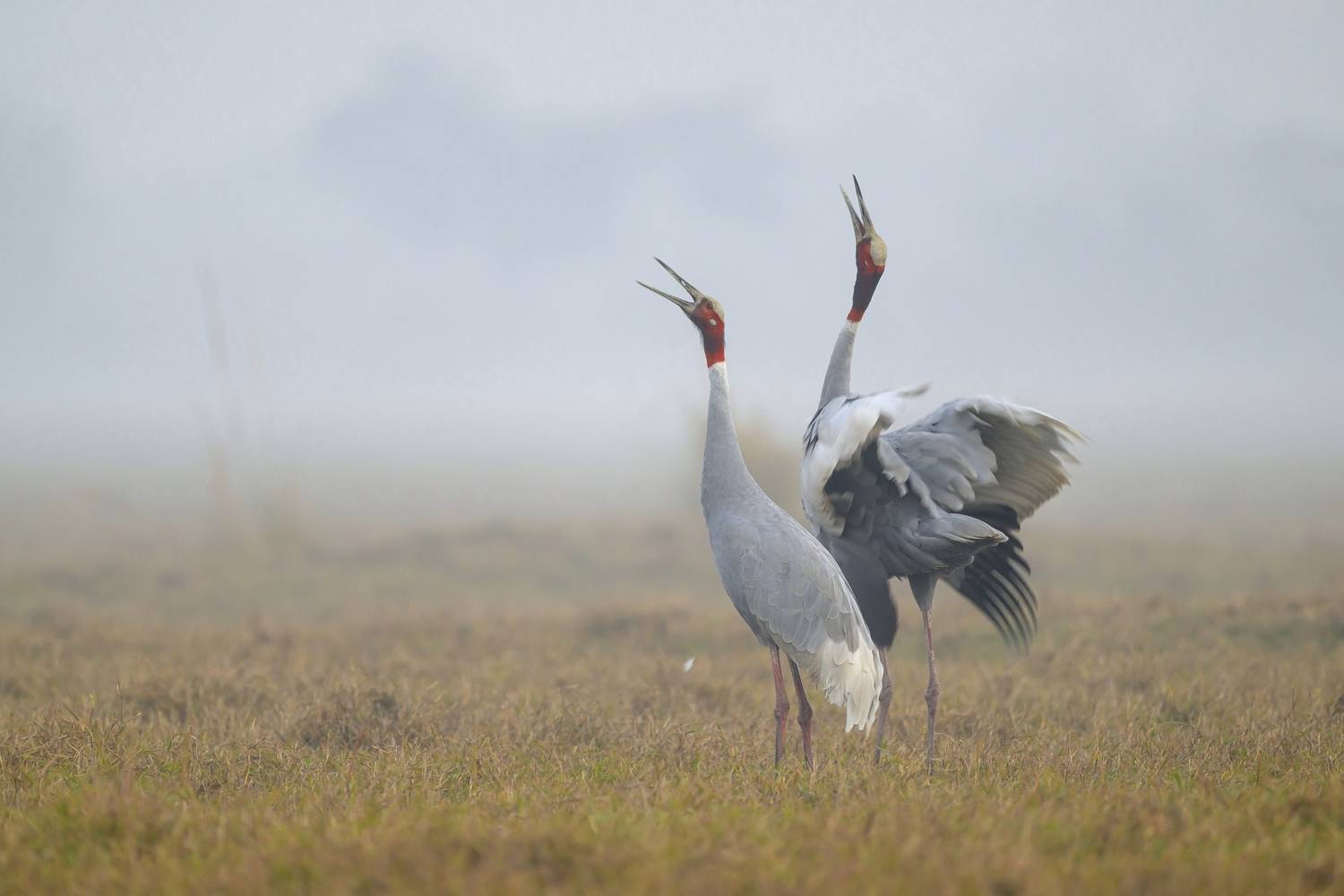 , Пупонин Сергей