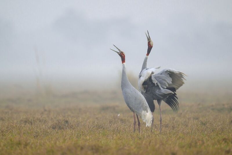 Индийский журавль фото превью