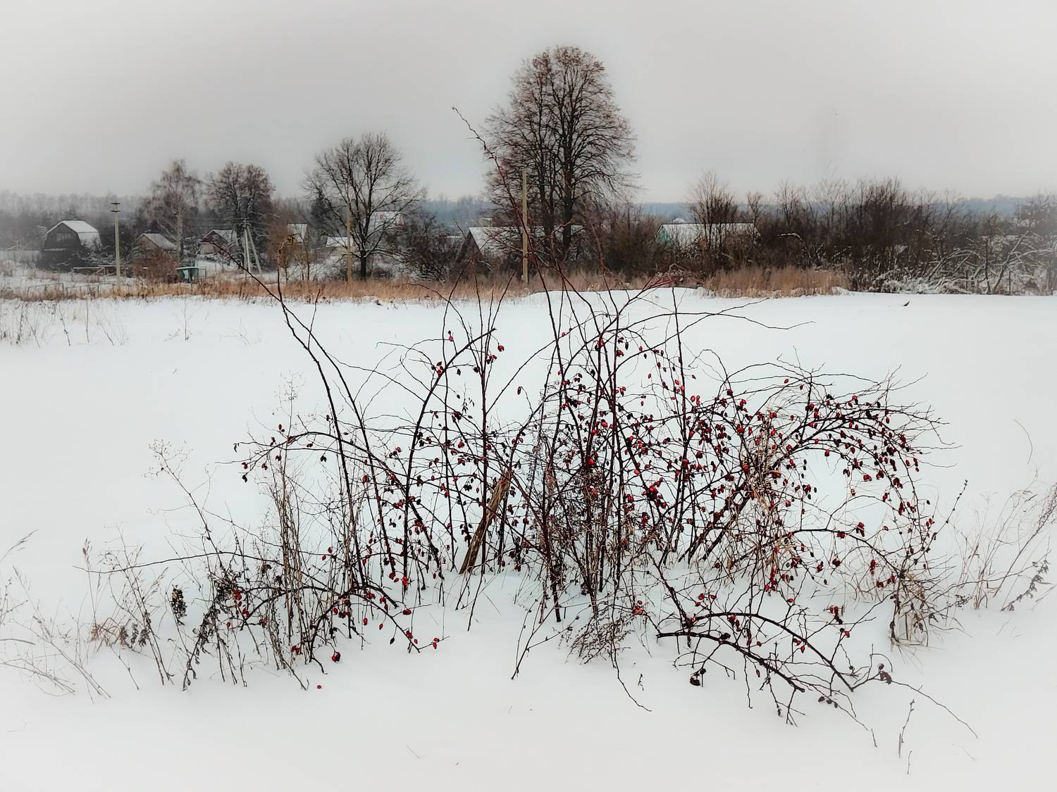 , Кондрашова Светлана