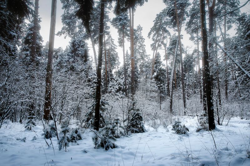 лес, деревья, снег, свет В заснеженном лесу фото превью
