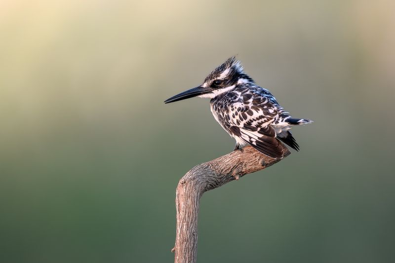 Пегий зимородок фото превью
