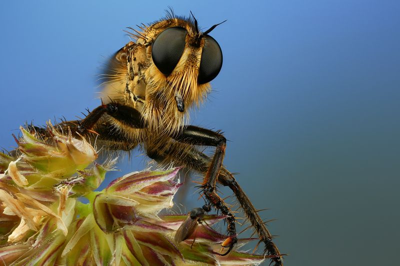 макро, природа, животное, растение, цвет, фото, синий, муха, трава Ктырь фото превью