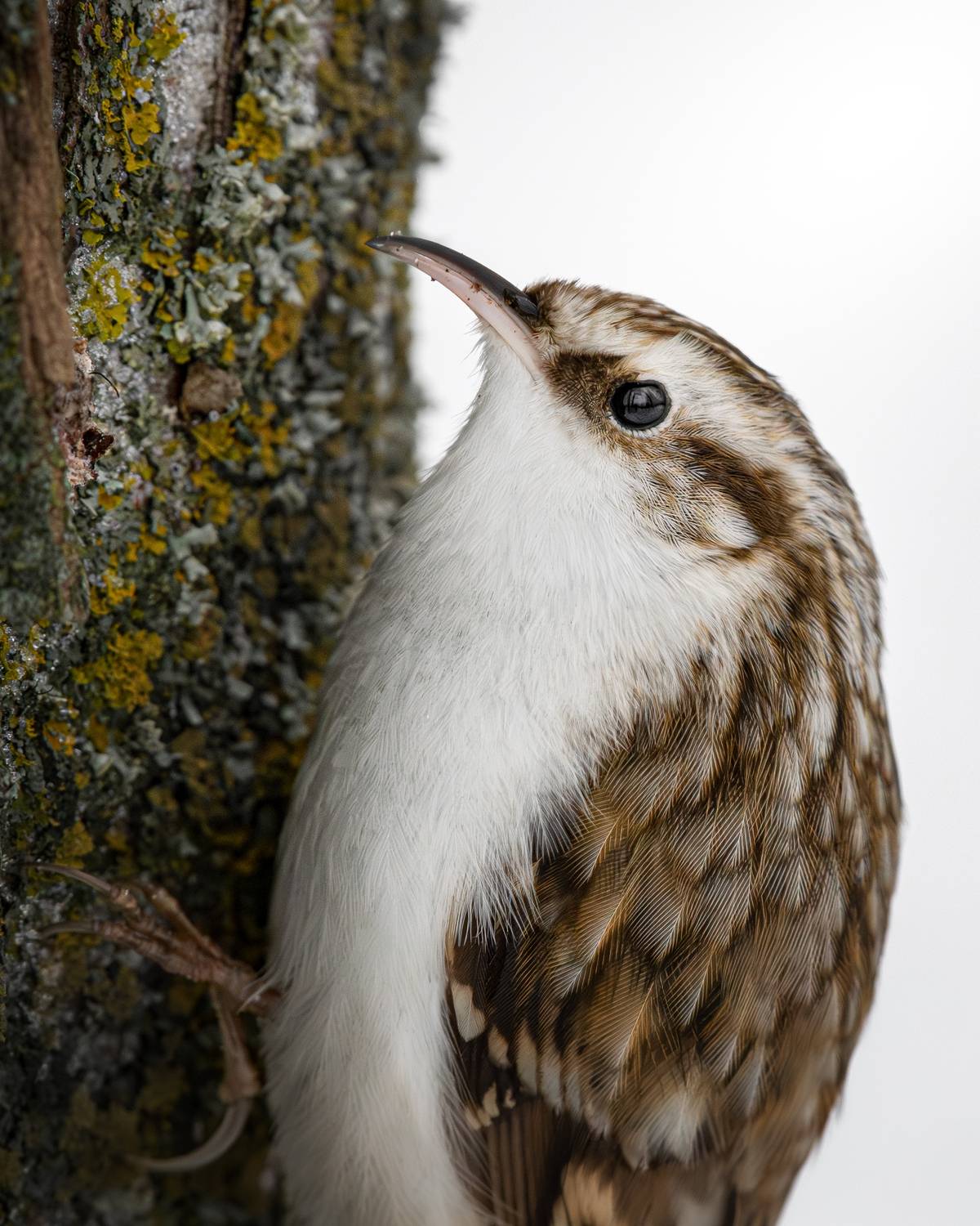 wildlife, birdwatching, nature, bird photography, птица, фотоохота, природа, пищуха, Полина Шальнева
