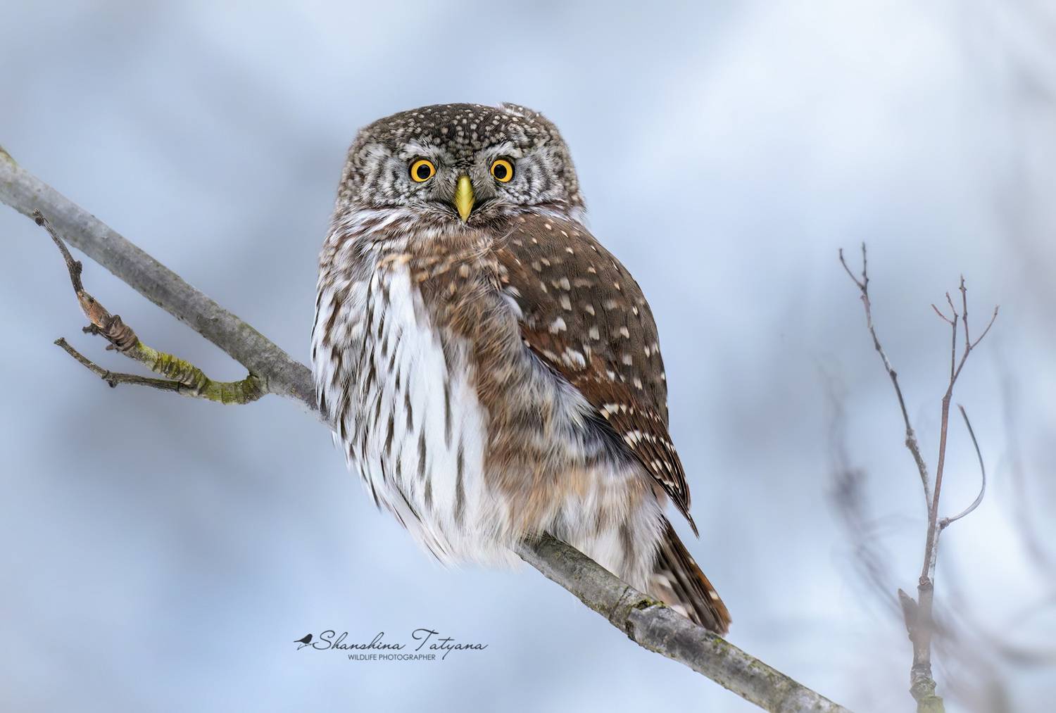 , Татьяна Шаньшина