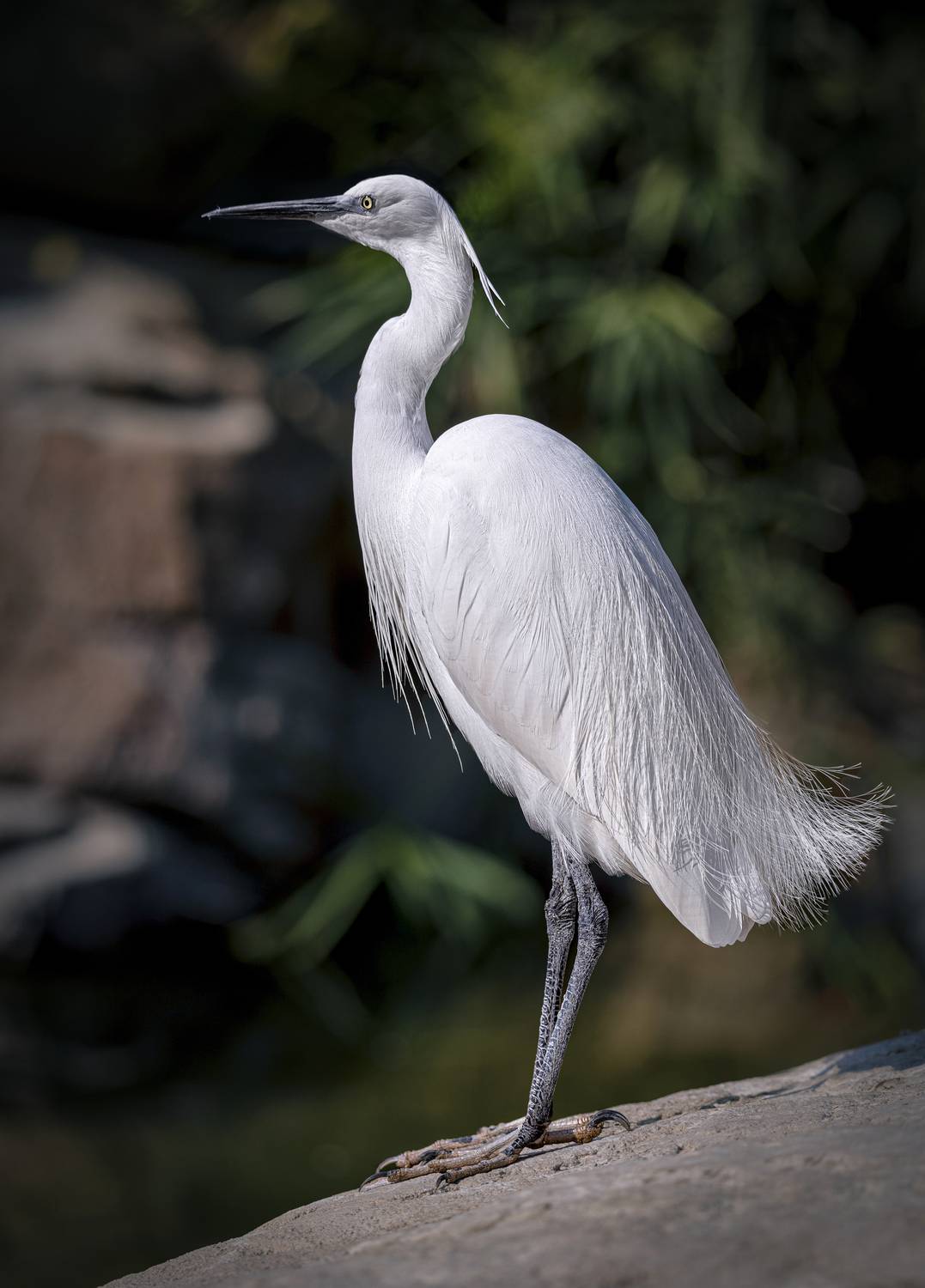 Малая белая цапля, Горбачева Маментьева Татьяна