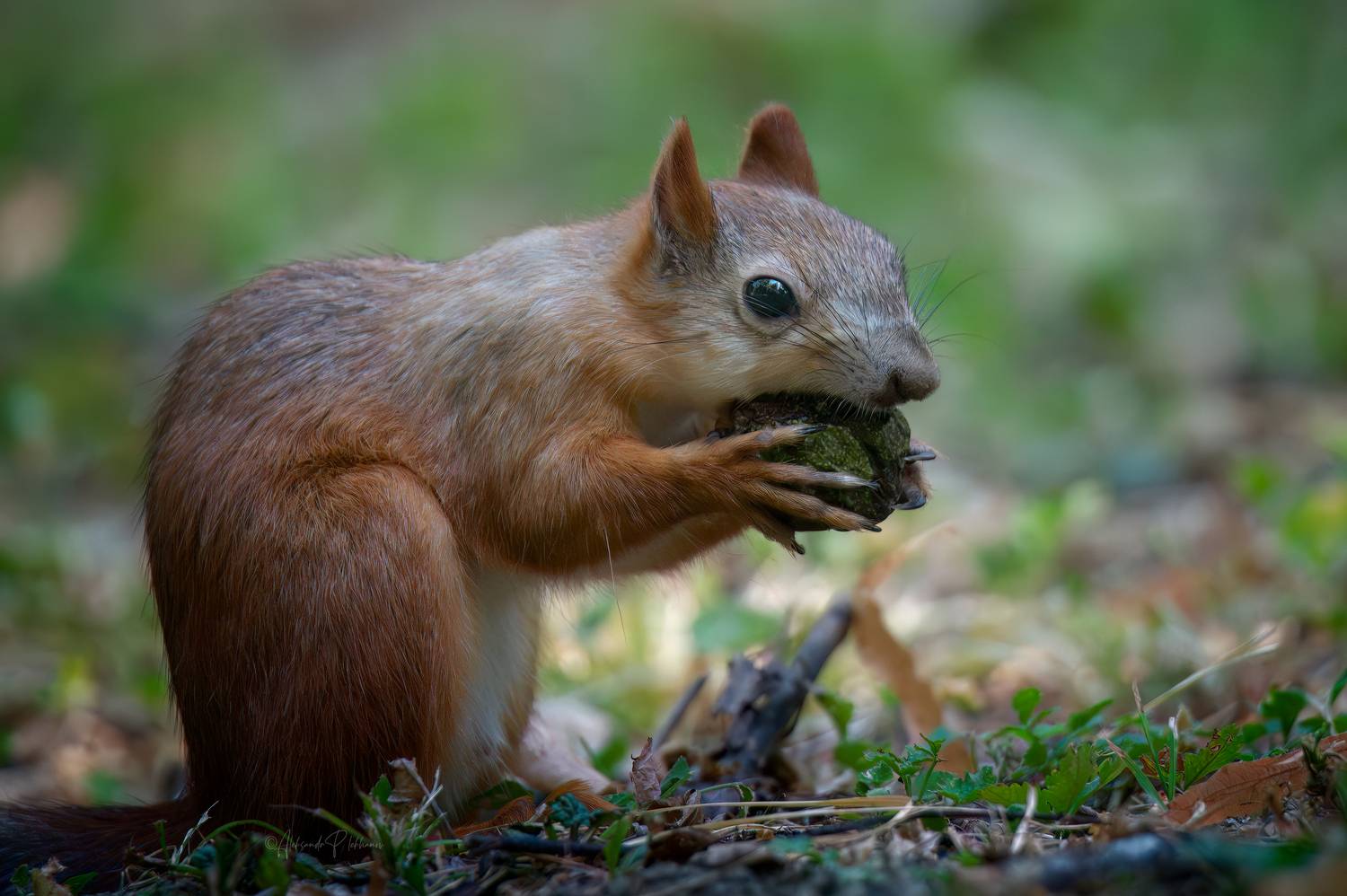 , Плеханов Александр