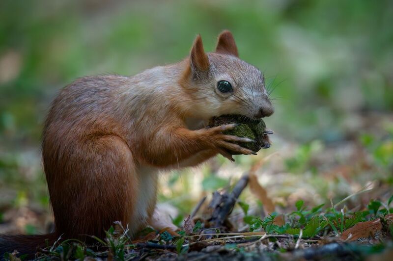 Ледниковый период фото превью