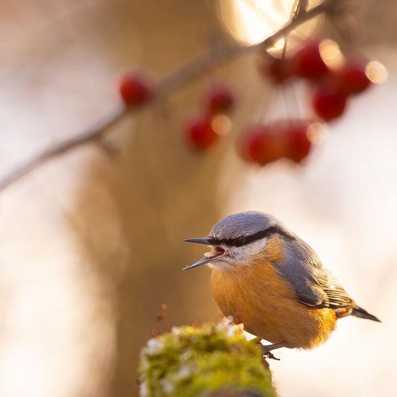 Nuthatch фото превью