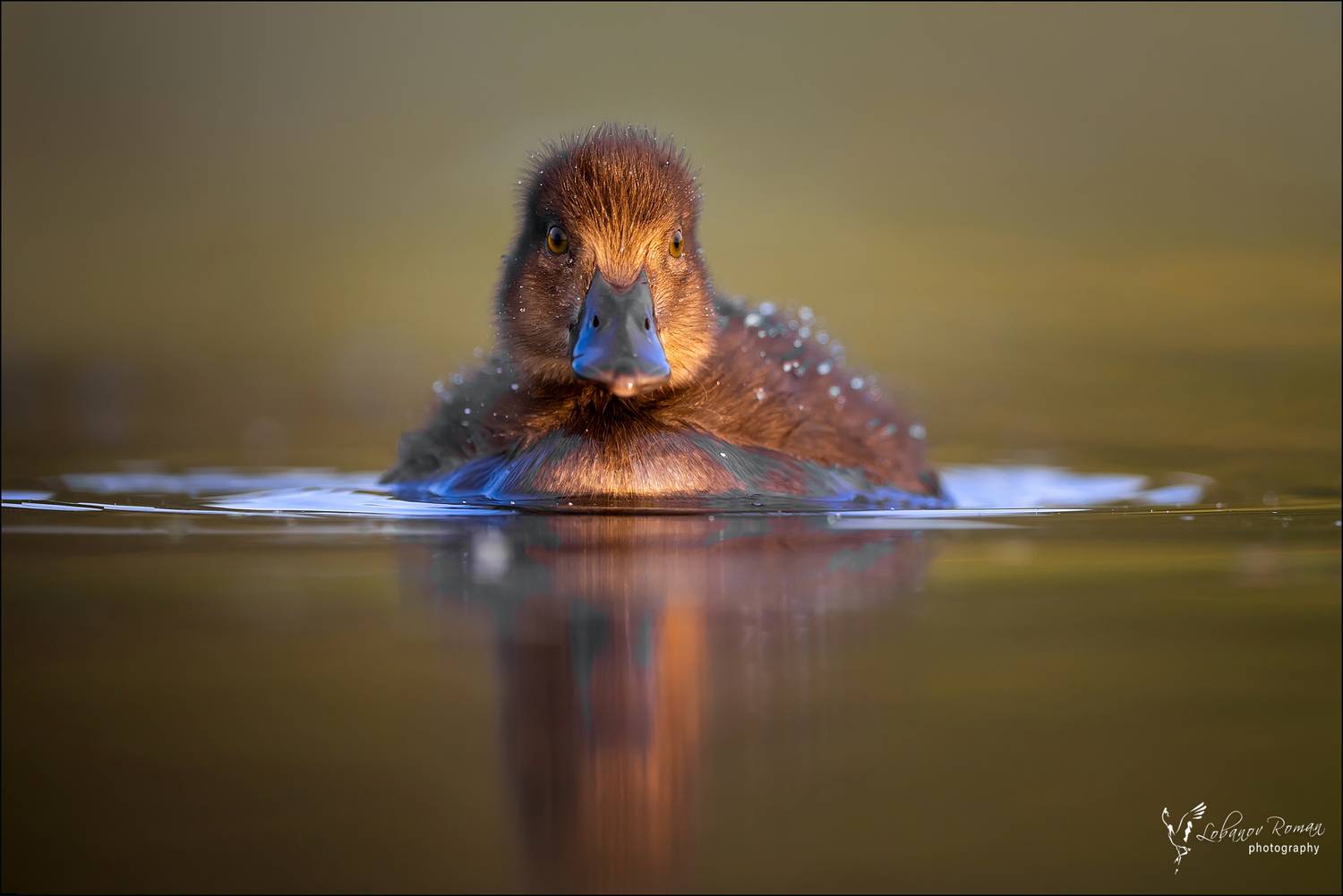 , Лобанов Роман