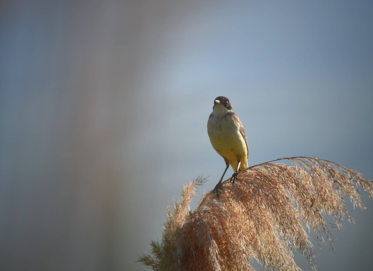 , Герчев Николай