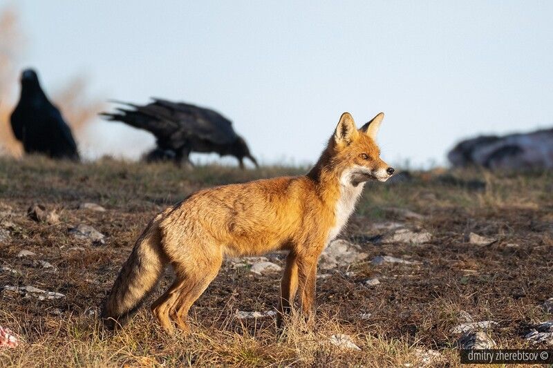 Red fox фото превью