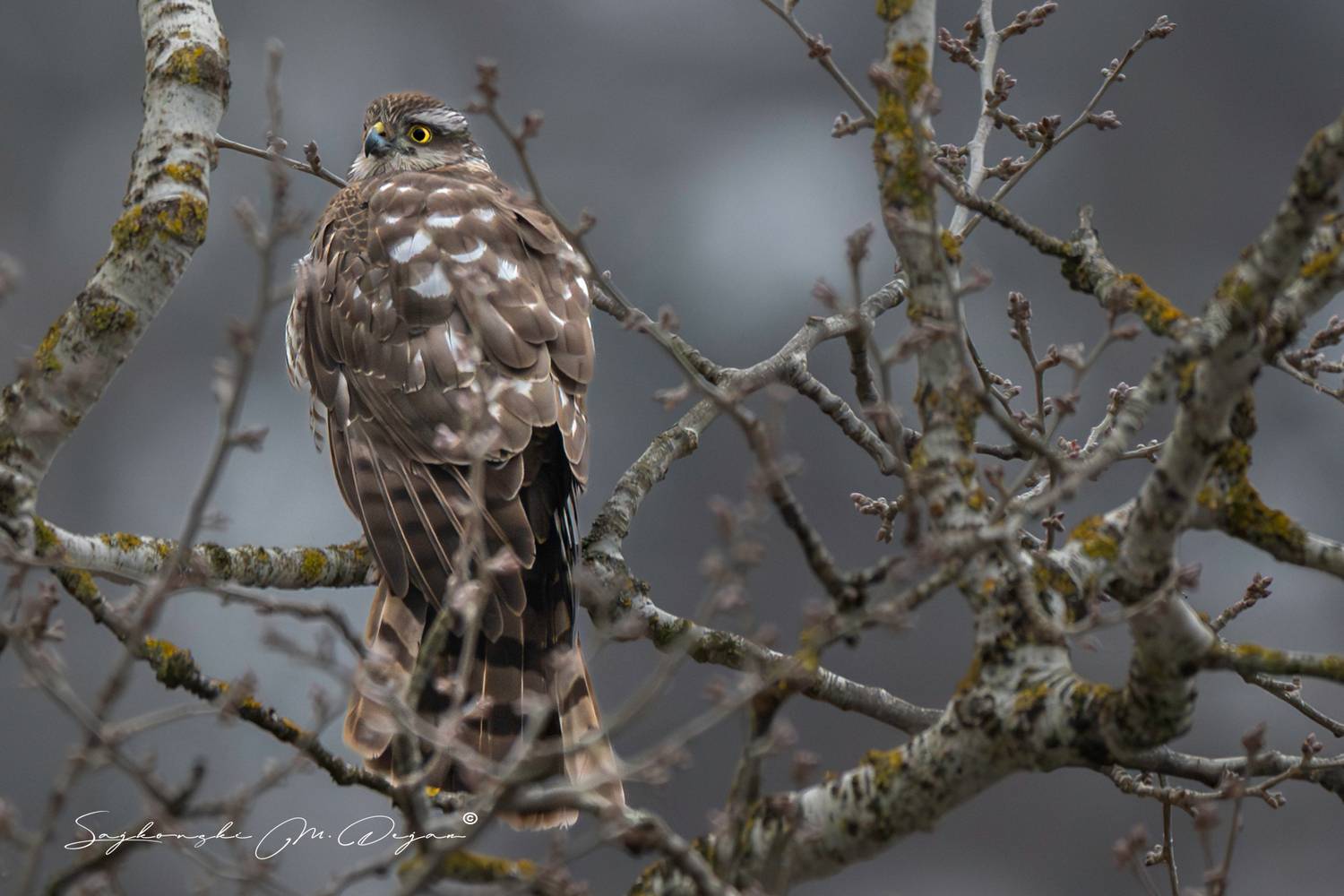 birds, nature , wildlife, Dejan Sajkovski