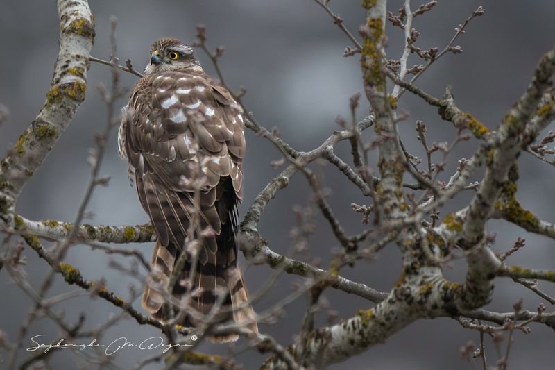 Nature | Wildlife Photography | Adventure фото превью