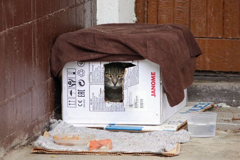 Кошкин дом фото превью