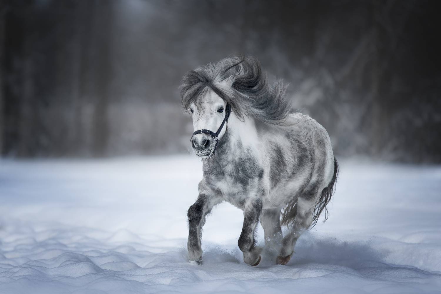 лошади, пони, зима, снег, Ирина Шестакова