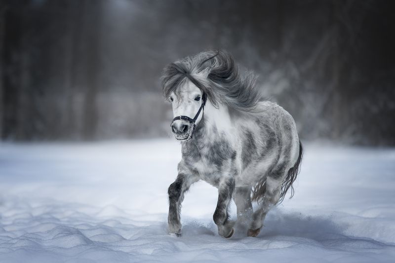 лошади, пони, зима, снег Символ года фото превью