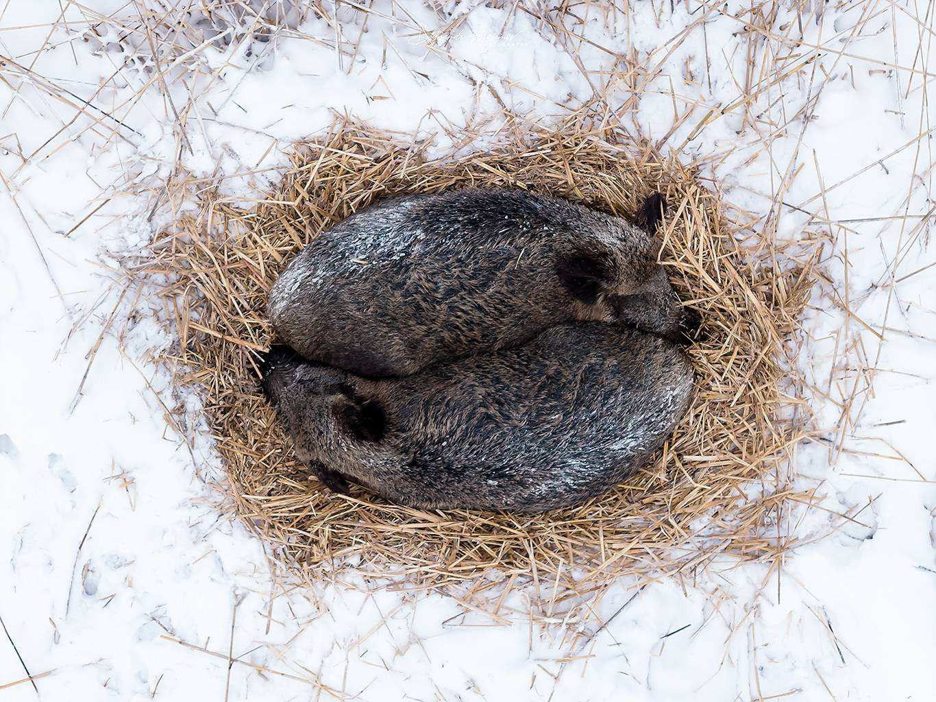 , Абросимов Александр