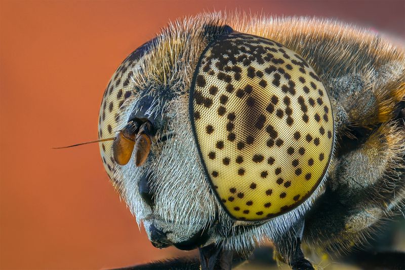 ceclii, macro  фото превью