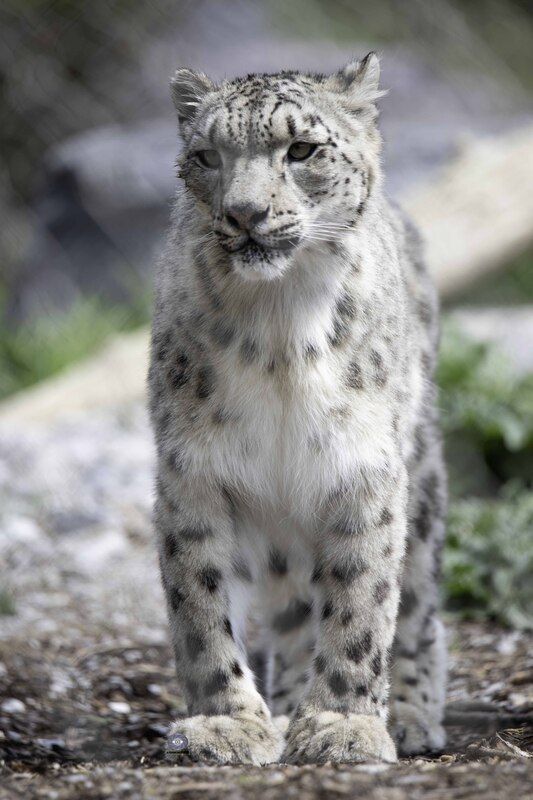 Snow leopard фото превью