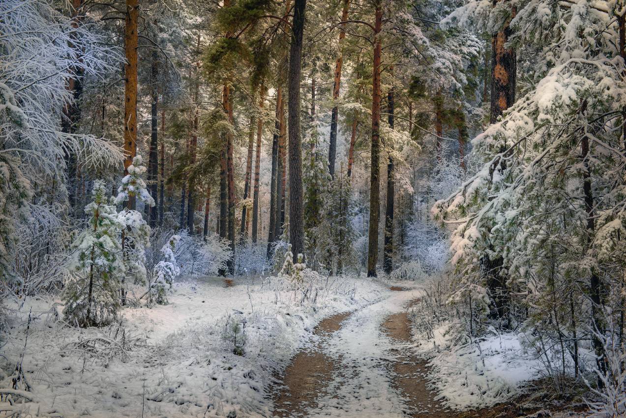 лес дорога снег первый вечер серково, Алексеев Дмитрий