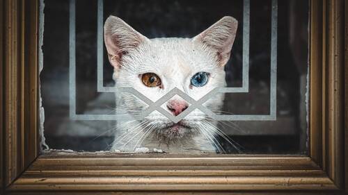 Magnificent eyes