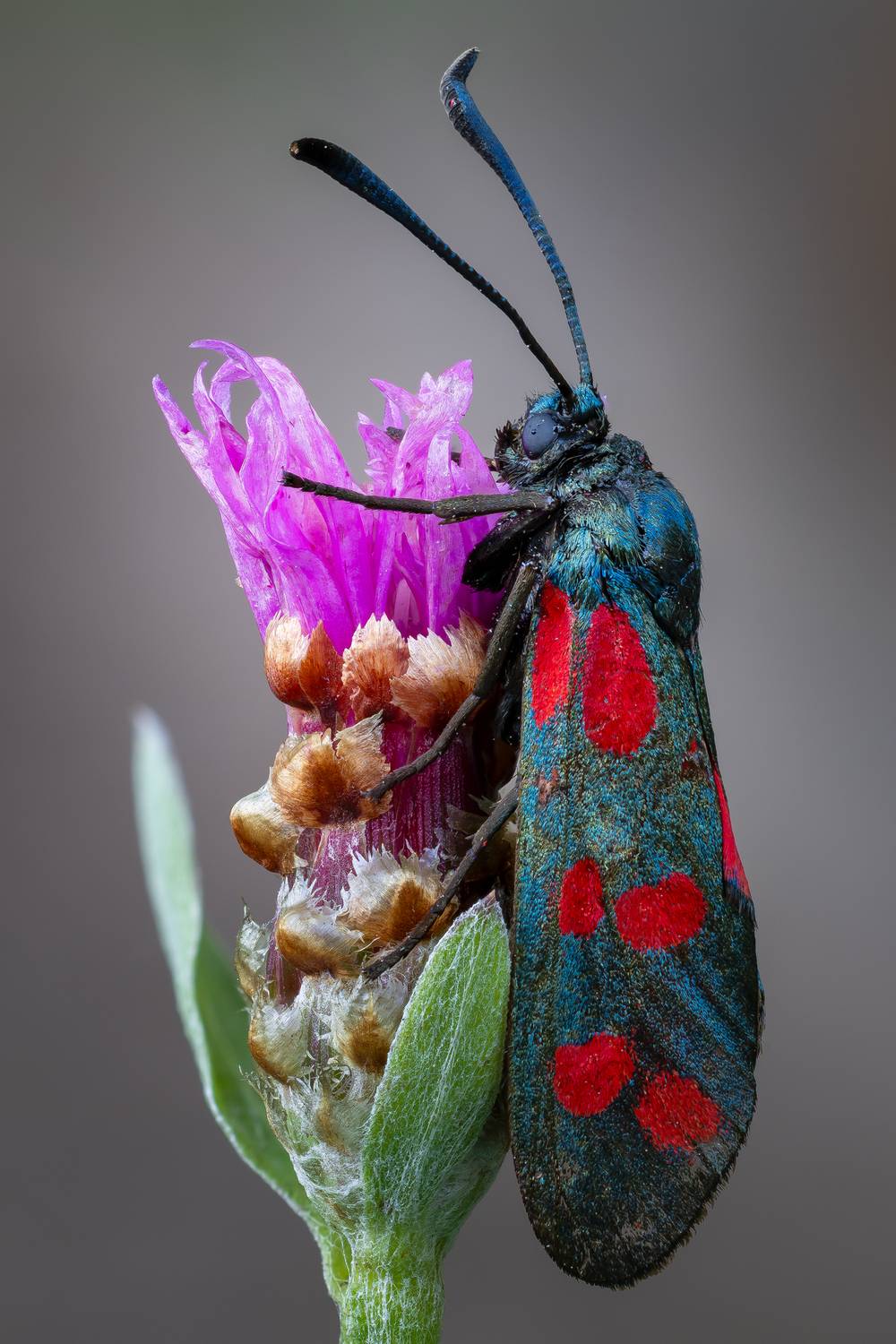 , Кузнецов Дмитрий