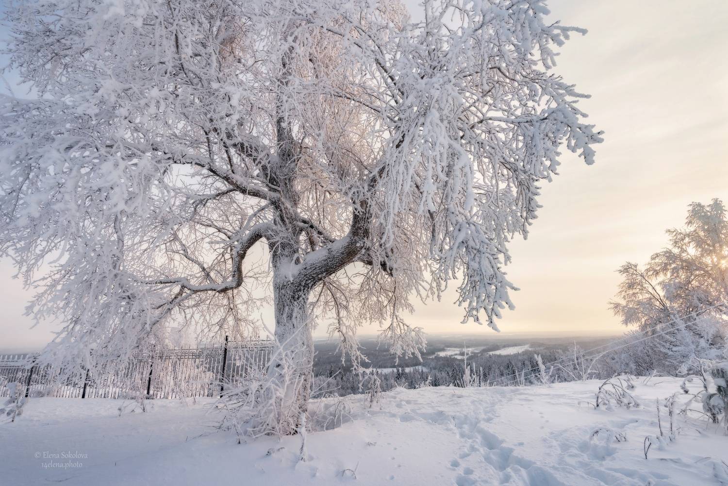 , Елена Соколова