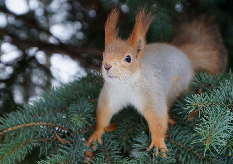 Белка фото превью