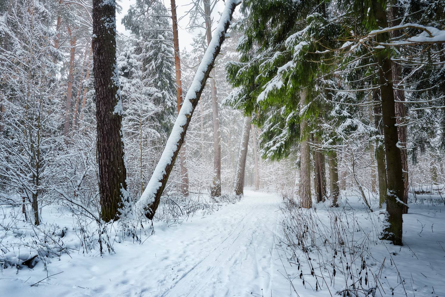 лес, деревья, снег, дымка, Валерий Вождаев