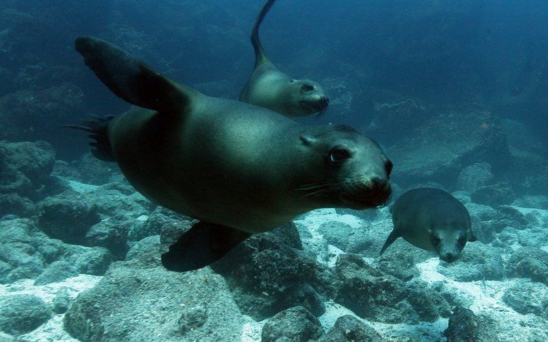 Морские львы Морские львы фото превью