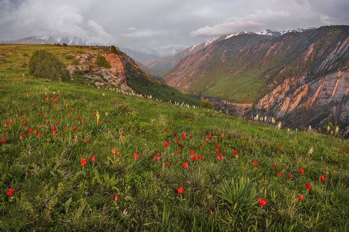Тюльпыны каньона Аксу.