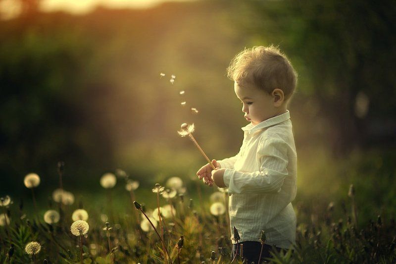 одуванчики фото превью