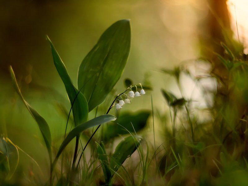 про ландыши фото превью