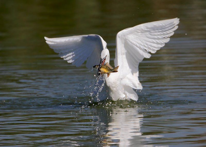 7d, animals, birds, egret, sigma 150-600, животные, озеро, птицы, рыба, цапля Ангел маленького озера фото превью