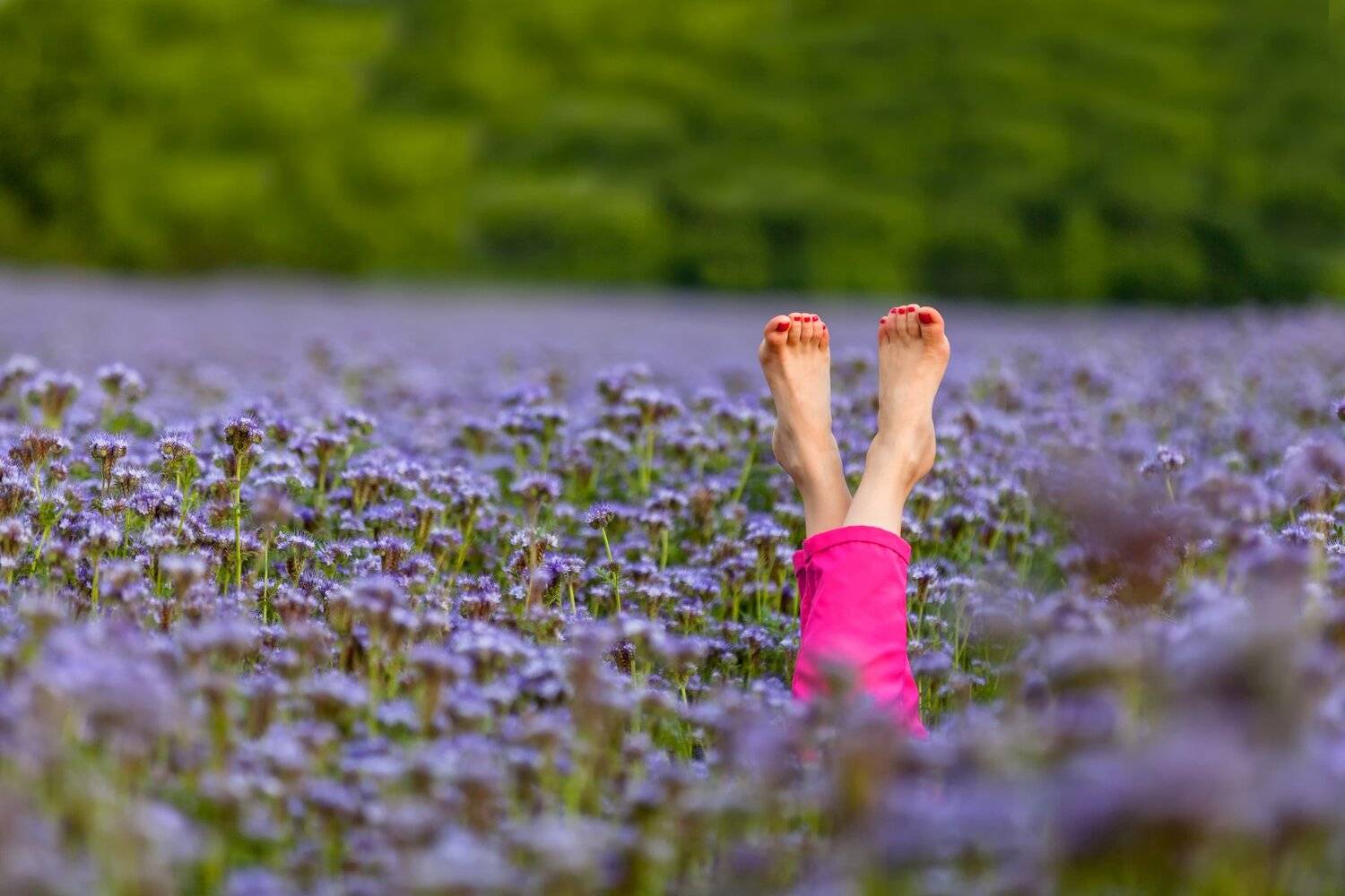 Лето, цветы, тепло, краски, радость, Никита Сердечный