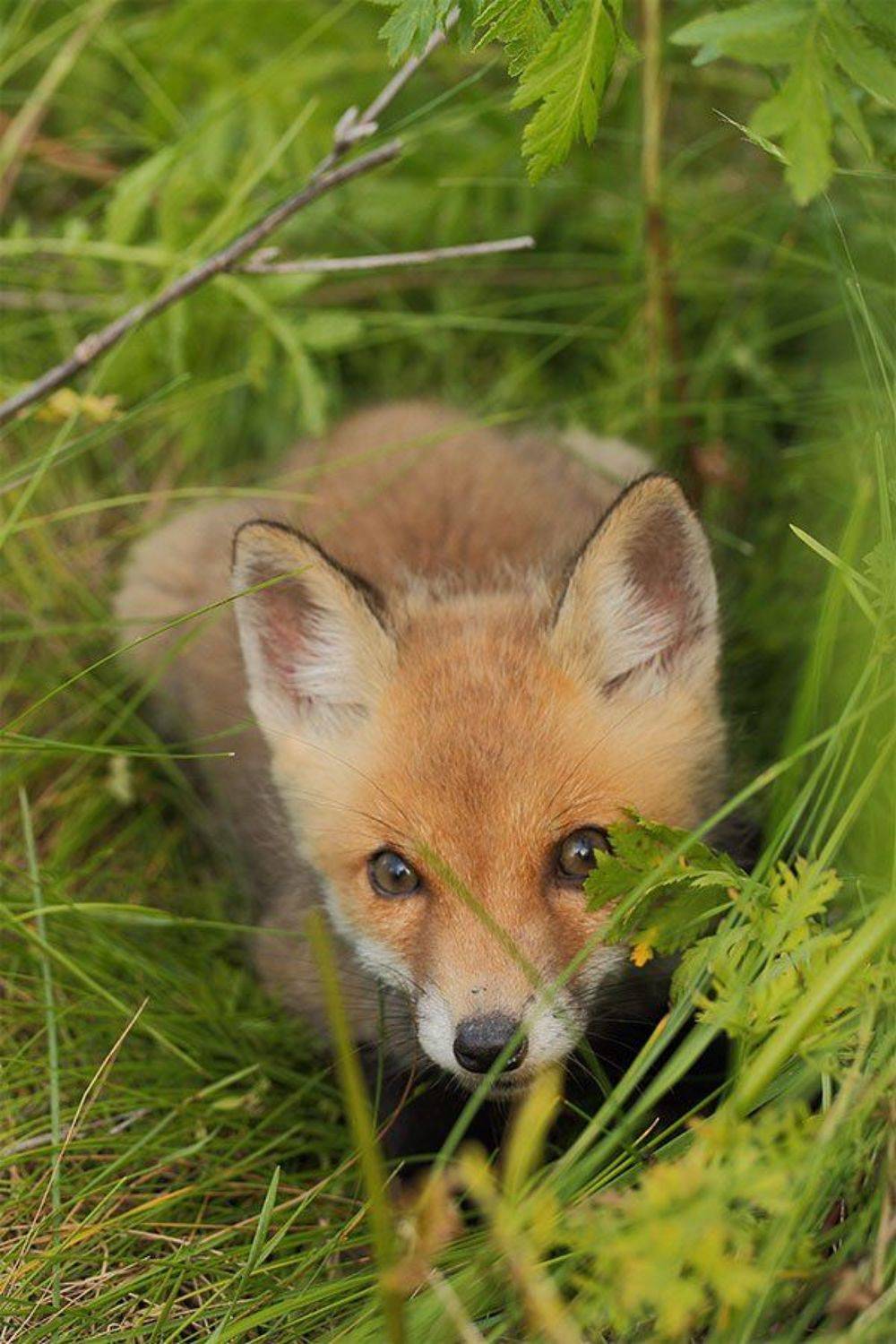 лисенок, лисица обыкновенная, Роман Рысь