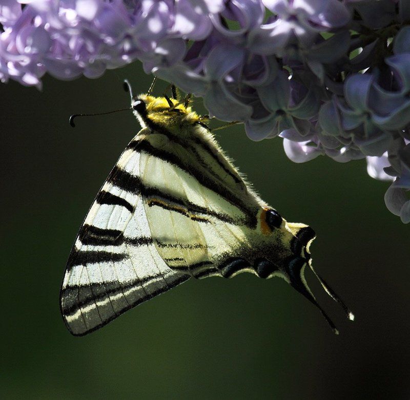 Подалирий фото превью