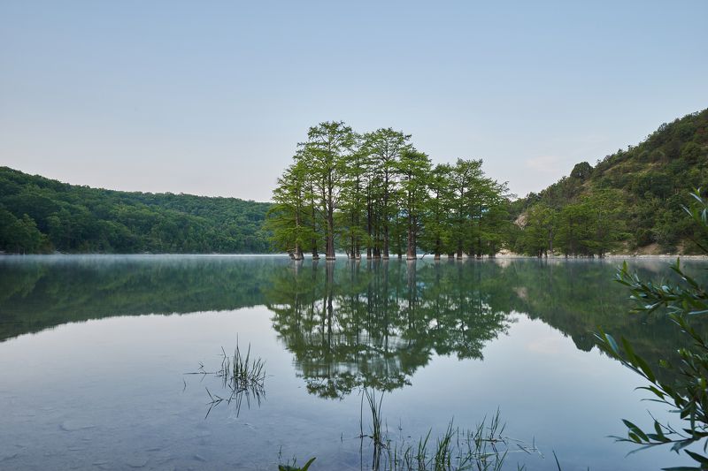 Болотные кипарисы в Сукко фото превью