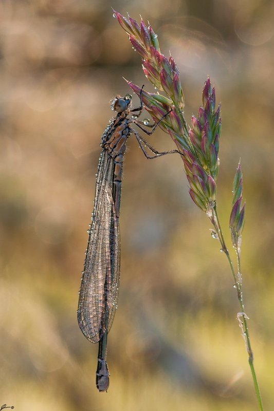 Dragonfly, Insect, Macro, Makro, Nature, Wildlife Coenagrion puella фото превью