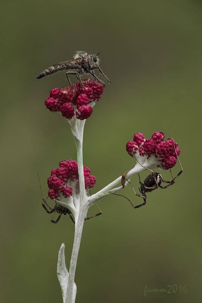 , Игорь ФУММ