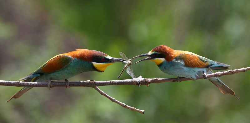 #birds, #european bee-eater, #fauna, #nature, #Rostov region, #wildlife, #природа, #птицы, #фауна, #щурка золотистая Ритуал ухаживания... фото превью
