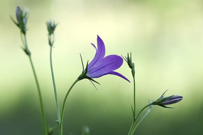 Колокольчик фото превью