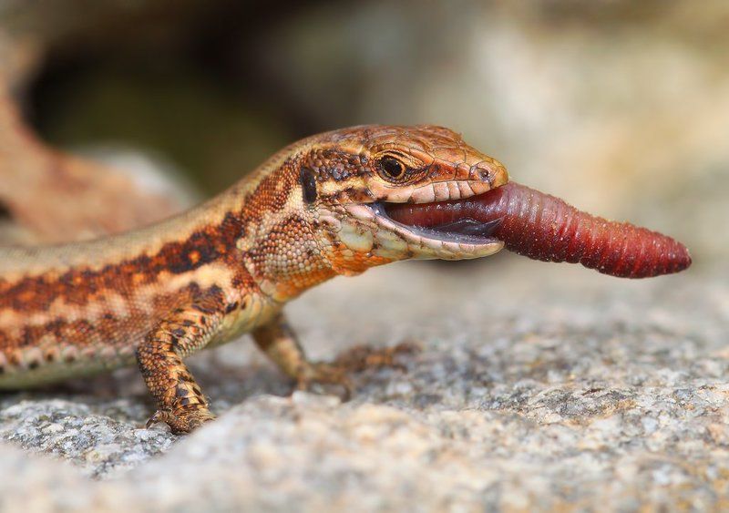 * фото превью