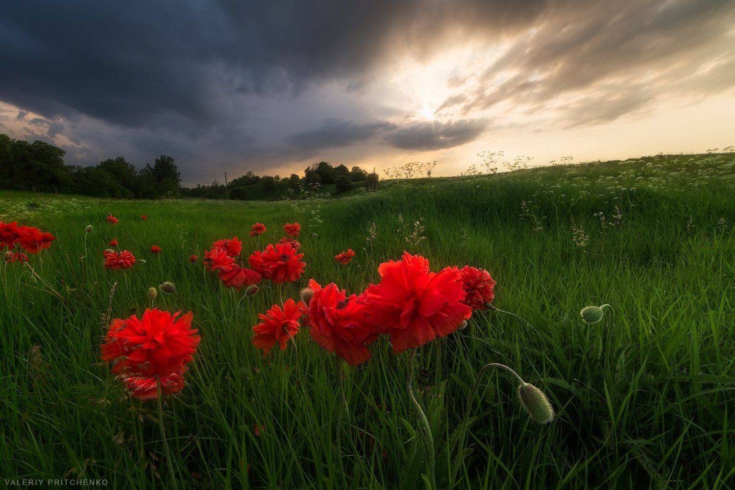 пейзаж, маки, природа, небо, весна, поле, закат, Валерий Притченко