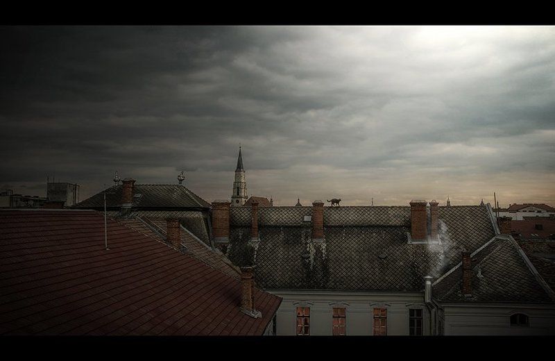 The cat фото превью