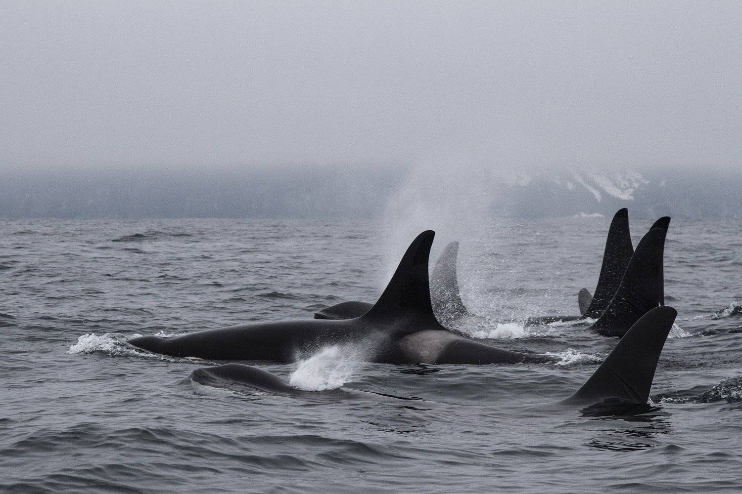 Косатки, Камчатка, Mike Korostelev