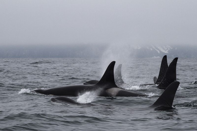 Косатки, Камчатка Флотилия фото превью